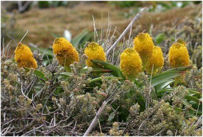 120_150-Megaherb-Bulbinella-rossii.jpg