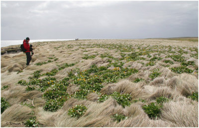 120_154-Megaherb-Field.jpg
