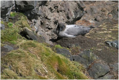 120_158-Light-mantled-Sooty-Albatross.jpg