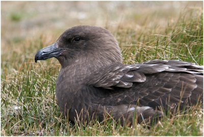 120_160-Subantarctic-Skua.jpg