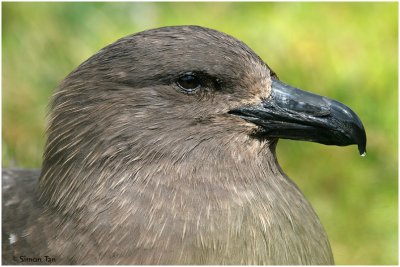 120_164-Subantarctic-Skua.jpg