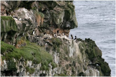 120_166-Auckland-Shag.jpg