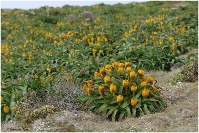 120_168-Megaherb_Bulbinella-rossii.jpg