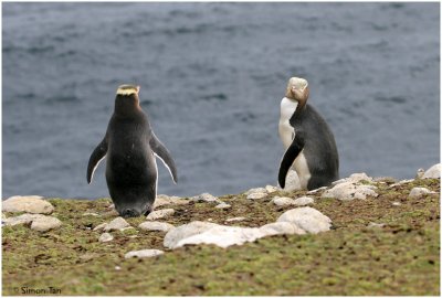 120_170-Yellow-eyed-Penguin.jpg