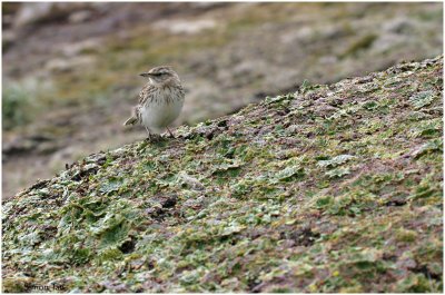 120_172-New-Zealand-Pipit.jpg