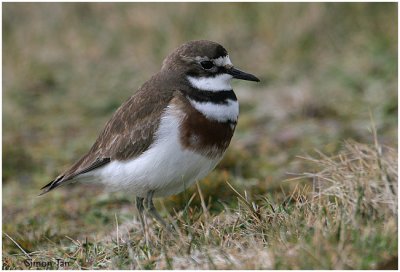 120_174-Banded-Dotterel.jpg