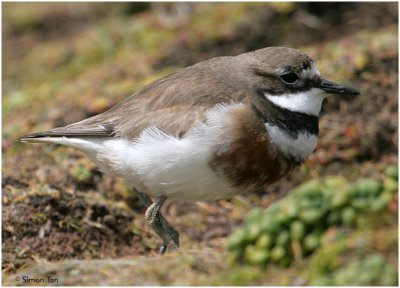 120_176-Banded-Dotterel.jpg
