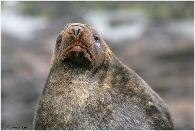 120_178-Hookers-Sea-Lion.jpg