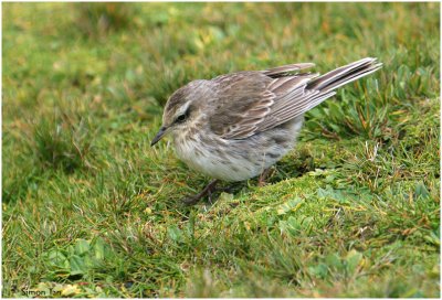 120_180-New-Zealand-Pipit.jpg