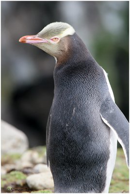 120_171-Yellow-eyed-Penguin.jpg