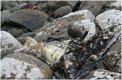 120_184-Subantarctic-Skua.jpg
