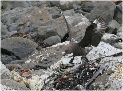 120_186-Subantarctic-Skua.jpg