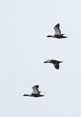 120_190-Chestnut-breasted-Shelduck.jpg