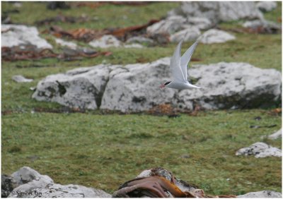 120_192-Antarctic-Tern.jpg