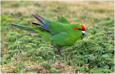 120_194-Red-crowned-Parakeet.jpg