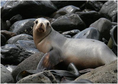 120_200-New-Zealand-Sea-Lion.jpg