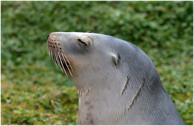 120_202-New-Zealand-Sea-Lion.jpg
