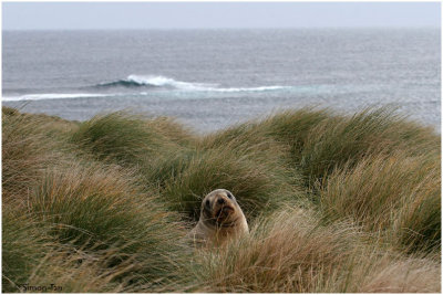 120_204-Hooker-Sea-Lion.jpg