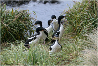 120_208-Auckland-Shags.jpg