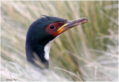 120_212-Auckland-Shag.jpg