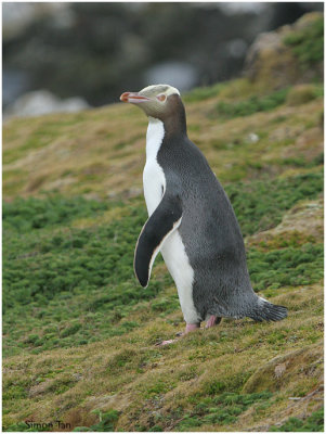 120_214-Yellow-eyed-Penguin.jpg