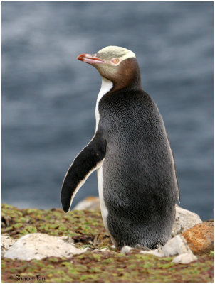 BDU06_3172-Yellow-eyed-Penguin.jpg