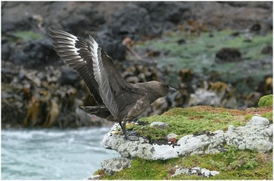 120_218-Subantarctic-Skua.jpg