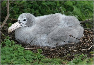120_220-Giant-Petrel-baby.jpg