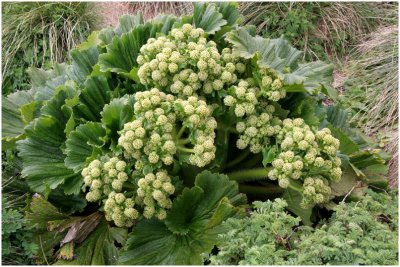 120_222-Megaherb-Stilbocarpa-polaris.jpg