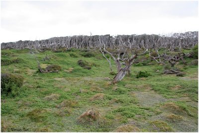 120_224-Southern-Rata.jpg