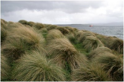 120_226-Tussocks_SpiritOfEnderby.jpg