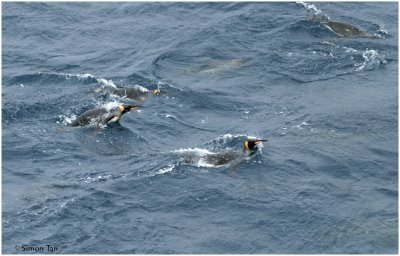BDU06_3184-Swimming-King-Penguins.jpg
