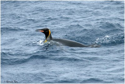 BDU06_3187-King-Penguin.jpg