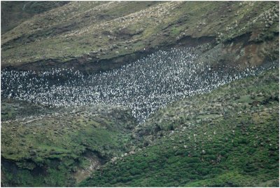 124_128-Sandy-Bay-Royal-Penguin-Colony.jpg