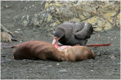 124_140-Northern-Giant-Petrel.jpg