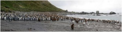 124_146-King-Penguin-Colony.jpg