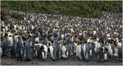 124_152-King-Penguins.jpg