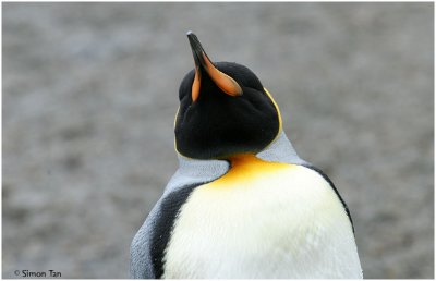 124_160-King-Penguin.jpg