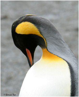 124_162-King-Penguin.jpg