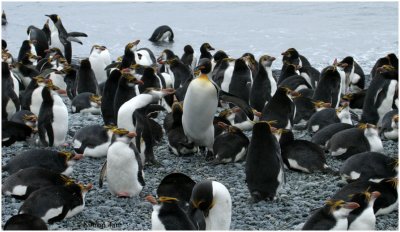 124_170-Royal-and-King-Penguins.jpg