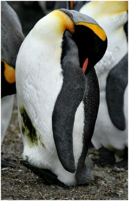 124_172-King-Penguin.jpg