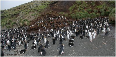 124_180-Royal-Penguins.jpg