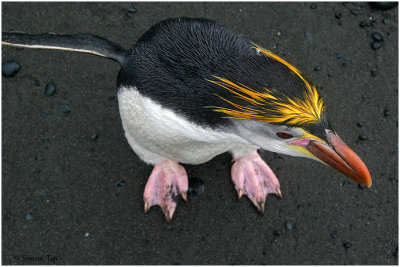 124_182-Royal-Penguin.jpg