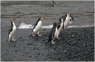 124_184-Royal-Penguins.jpg