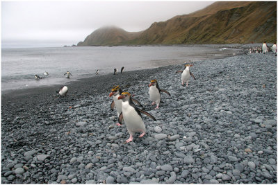 124_186-Royal-Penguins.jpg