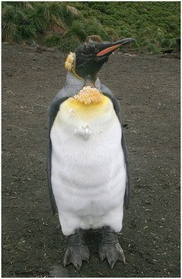 124_208-Molting-King-Penguin.jpg