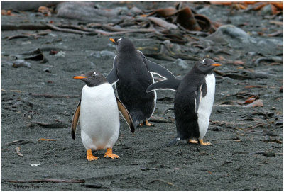 124_218-Gentoo-Penguins.jpg