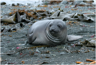 124_220-Southern-Elephant-Seal.jpg