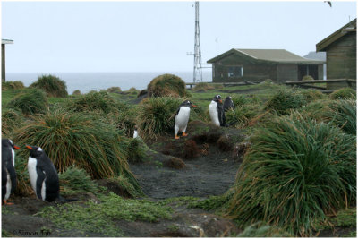 124_222-Gentoo-Penguins.jpg