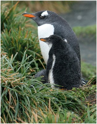 124_226-Gentoo-Penguins.jpg